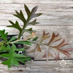 Grevillea Carpet Layer 15 Grevillea Carpet Layer -Plant Sale Store carpet layer leaf 1