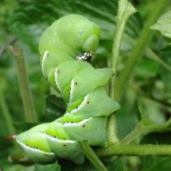 Nature's Way Dipel Caterpillar Killer 40g -Plant Sale Store caterpillar