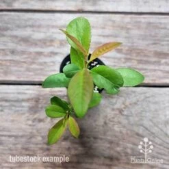 Chaenomeles Nivalis - Japanese Quince 19 Chaenomeles Nivalis - Japanese Quince -Plant Sale Store chaenomeles speciosa nivalis 2