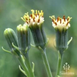 Senecio Chalk Sticks - Succulent 22 Senecio Chalk Sticks - Succulent -Plant Sale Store chalk sticks flowers side