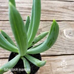Senecio Chalk Sticks - Succulent 23 Senecio Chalk Sticks - Succulent -Plant Sale Store chalk sticks leaf 1