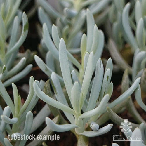 Senecio Chalk Sticks - Succulent 9 Senecio Chalk Sticks - Succulent - Image 7