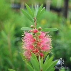 Callistemon Pink Champagne -Plant Sale Store champagne callistemon