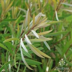 Callistemon Pink Champagne -Plant Sale Store champagne img 6052