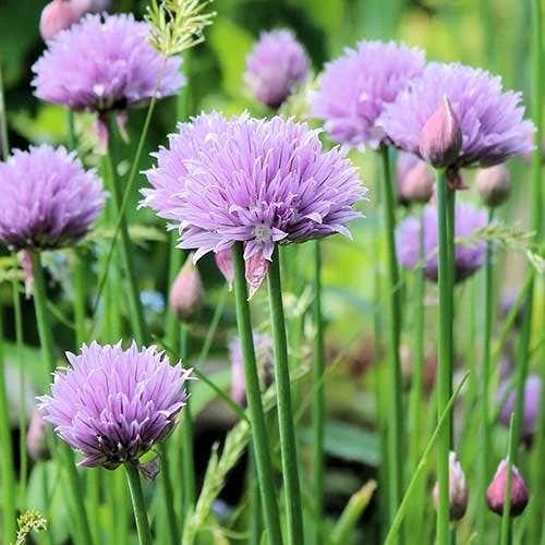 Chives - Seed 3 Chives - Seed