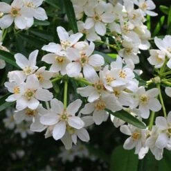 Choisya - Mexican Orange Blossom -Plant Sale Store choisya flowering