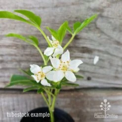 Choisya - Mexican Orange Blossom -Plant Sale Store choisya tubestock