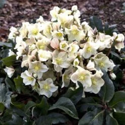 Hellebore Cinnamon Snow - Winter Rose -Plant Sale Store cinnamon snow garden