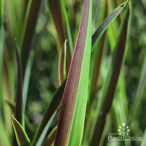 Cordyline Australis Choc Mint 4 Cordyline Australis Choc Mint - Image 2
