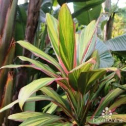 New Arrival 15 Cordyline Fruticosa Early Morning Diamond