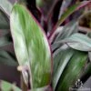 Cordyline Fruticosa Purple Prince 2 Cordyline Fruticosa Purple Prince -Plant Sale Store cordyline purple prince 2