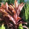 Cordyline Fruticosa Rubra 1 Cordyline Fruticosa Rubra -Plant Sale Store cordyline rubra new