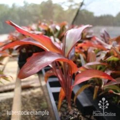 Cordyline Fruticosa Rubra 13 Cordyline Fruticosa Rubra -Plant Sale Store cordyline rubra tubestock