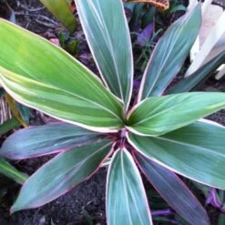 Cordyline Fruticosa Pink Diamond -Plant Sale Store cordyline pink diamond 1