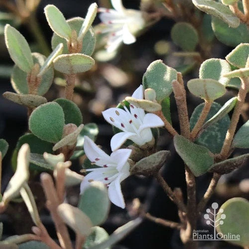 Correa Alba 3 Correa Alba