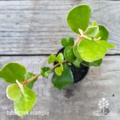 Correa Alba 8 Correa Alba -Plant Sale Store correa alba leaf 1