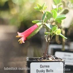 Correa Dusky Bells 15 Correa Dusky Bells -Plant Sale Store correa dusky bells tubestock in flower