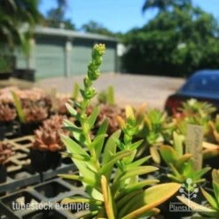 Crassula Campfire - Succulent 23 Crassula Campfire - Succulent -Plant Sale Store crassula campfire flowering 500