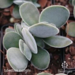 Crassula Dubia - Succulent 12 Crassula Dubia - Succulent -Plant Sale Store crassula dubia tube 1