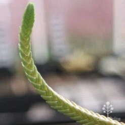 Crassula - Watchchain, Rat Tail Succulent 12 Crassula - Watchchain, Rat Tail Succulent -Plant Sale Store crassula watchchain closeup