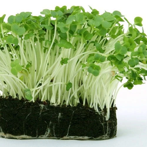 Cress - Seed 3 Cress - Seed