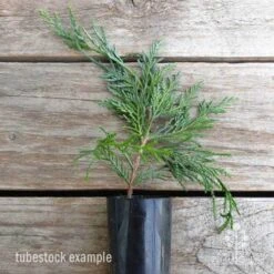 Cupressocyparis Naylors Blue - Leyland Cypress -Plant Sale Store cupressocyparis naylors blue 1 edited