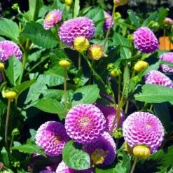 Dahlia Pompon Mix - Seed 7 Dahlia Pompon Mix - Seed -Plant Sale Store dahlia pink pompom