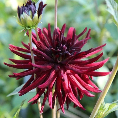Dahlia Mrs Rees - 1 Bulb 4 Dahlia Mrs Rees - 1 Bulb - Image 2