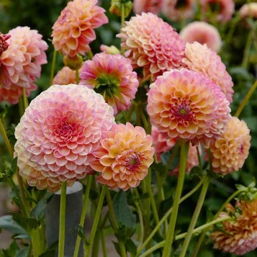 Dahlia Pompon Mix - Seed 4 Dahlia Pompon Mix - Seed - Image 2