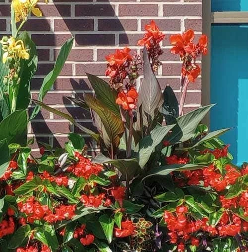 Canna Americana - 1 Bulb 4 Canna Americana - 1 Bulb - Image 2