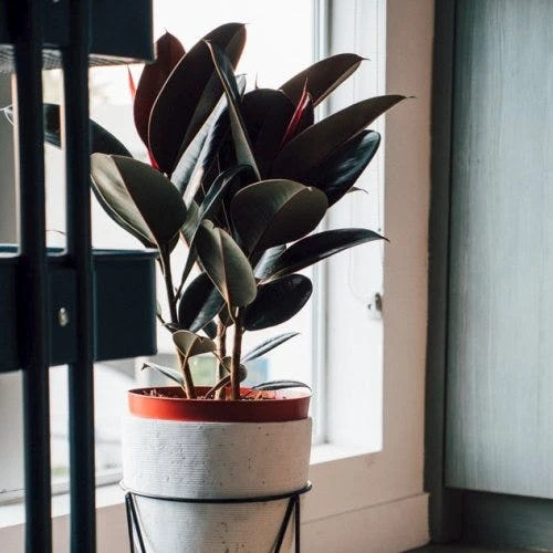 Ficus Elastica Burgundy - Rubber Plant 10 Ficus Elastica Burgundy - Rubber Plant - Image 8