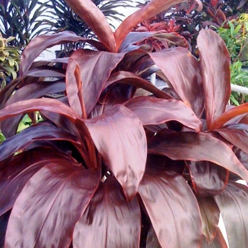 Cordyline Fruticosa Dr Brown 3 Cordyline Fruticosa Dr Brown - Image 2
