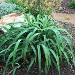 Dianella Cherry Red 15 Dianella Cherry Red -Plant Sale Store dianella cherry red 500
