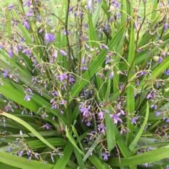 Dianella Emerald Fountain -Plant Sale Store dianella emerald fountain 500