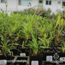 Dianella Little Jess -Plant Sale Store dianella little jess 1 1