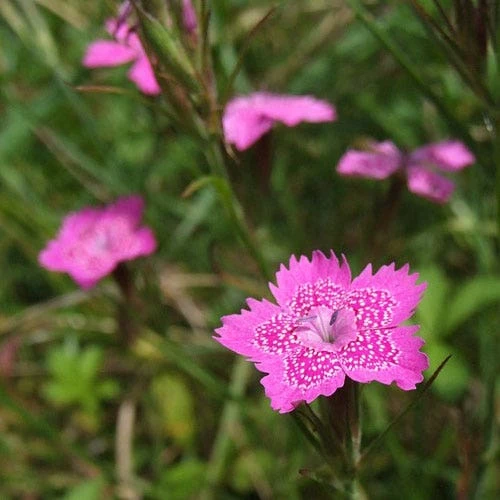 Dianthus - Maiden Pink - Seed 5 Dianthus - Maiden Pink - Seed - Image 3