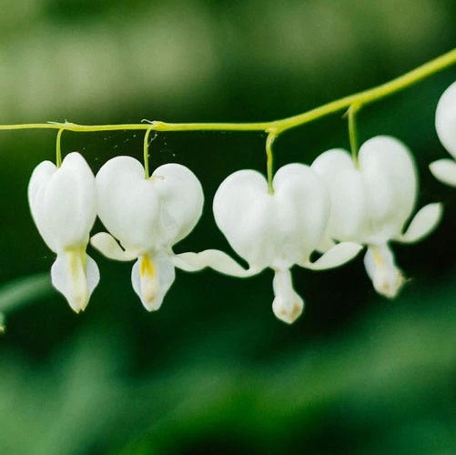 Dicentra Alba - Bleeding Heart - 75mm BIGGER Size 4 Dicentra Alba - Bleeding Heart - 75mm BIGGER Size - Image 2
