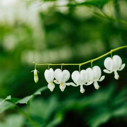 Dicentra Alba - Bleeding Heart - 75mm BIGGER Size 6 Dicentra Alba - Bleeding Heart - 75mm BIGGER Size - Image 4