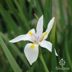 Dietes Tiny Dancer- Wild Iris - 68mm BIGGER Size 8 Dietes Tiny Dancer- Wild Iris - 68mm BIGGER Size -Plant Sale Store dietes tiny dancer flower 1