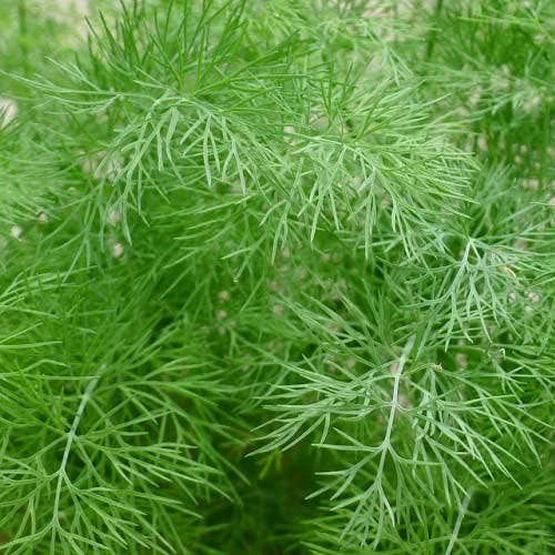 Dill - Seed 4 Dill - Seed - Image 2