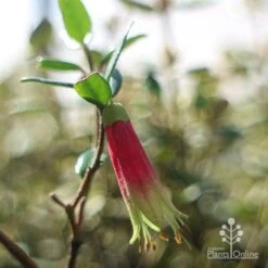 Correa Dinner Bells 12 Correa Dinner Bells -Plant Sale Store dinner bells flower close