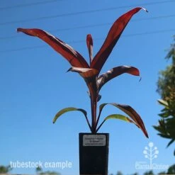 Cordyline Fruticosa Dr Brown 8 Cordyline Fruticosa Dr Brown -Plant Sale Store dr brown tubestock