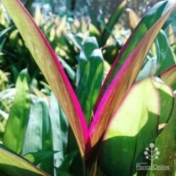 Cordyline Fruticosa Purple Prince -Plant Sale Store dsc 6544 2