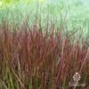 Pennisetum - Dwarf Purple Fountain Grass 1 Pennisetum - Dwarf Purple Fountain Grass -Plant Sale Store dwarf purple fountain grass