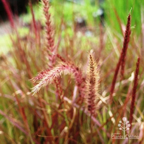 Pennisetum - Dwarf Purple Fountain Grass 4 Pennisetum - Dwarf Purple Fountain Grass - Image 2