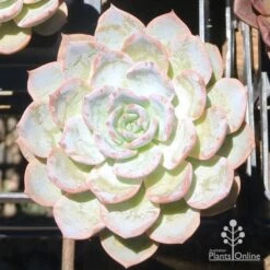 Echeveria Morning Beauty - Succulent 9 Echeveria Morning Beauty - Succulent -Plant Sale Store eceheveria morning beauty