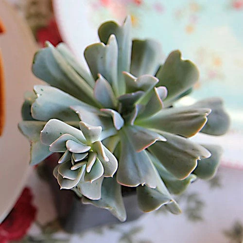 Echeveria Topsy Turvy - Succulent 3 Echeveria Topsy Turvy - Succulent