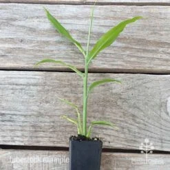 Zingiber - Edible Ginger -Plant Sale Store edible ginger