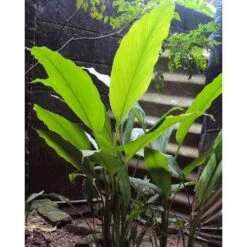 Zingiber - Edible Ginger -Plant Sale Store edible ginger full