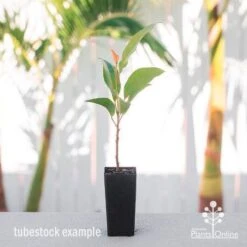 Elaeocarpus Prima Donna - Blueberry Ash 15 Elaeocarpus Prima Donna - Blueberry Ash -Plant Sale Store elaeocarpus prima donna tube